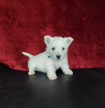 West highland white terrier