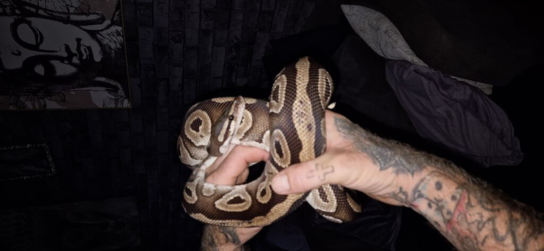 Female bull python
