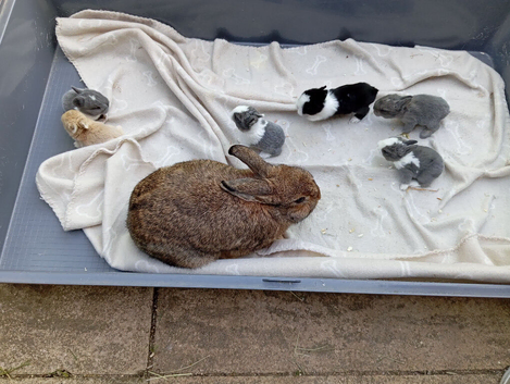 Beautiful Dutch x Netherland dwarfs kits