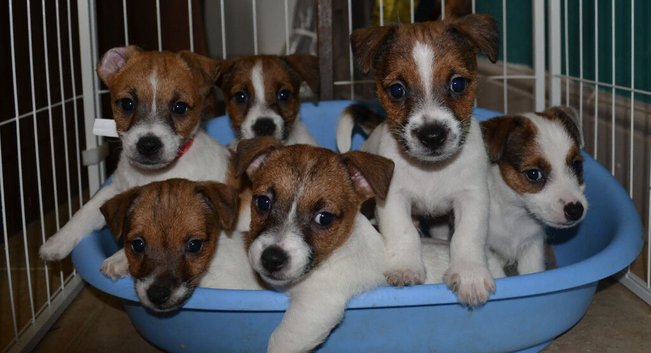 Jack Russell puppies