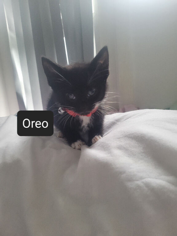 Loving kittens needs a loving home