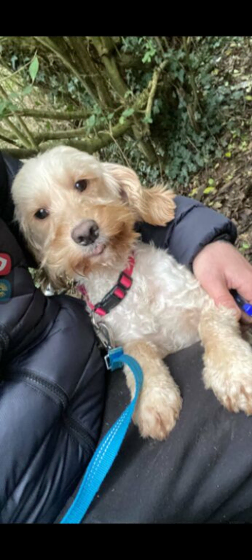 Beautiful lady needs her forever home