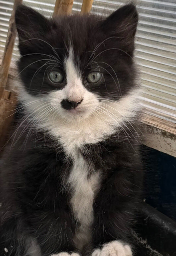 5 Beautiful Fluffy Kittens
