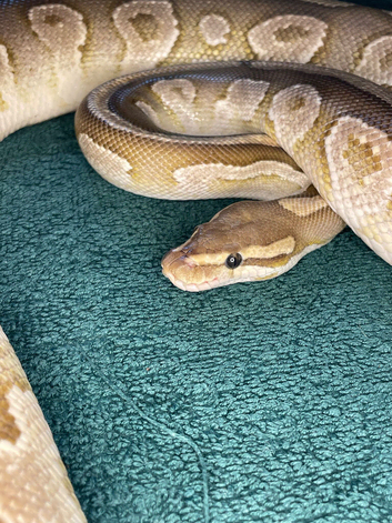 Reduced ball pythons for new homes