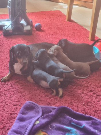 Dachshund X Puppies