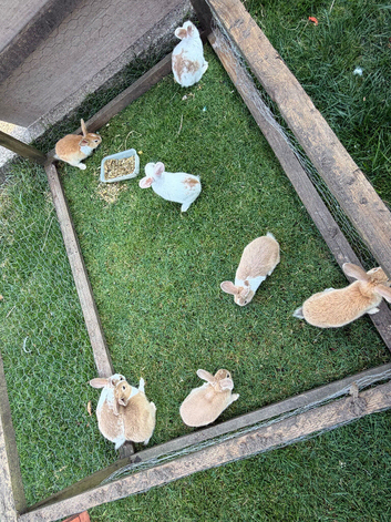 Rex cross rabbits