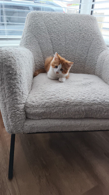 12 week old kittens for sale