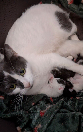 8 week old males kittens  ready for pick up