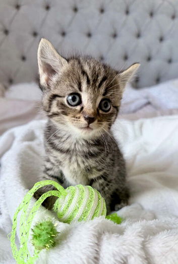 Kittens