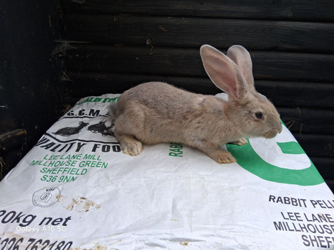 Flemish giant titanic buck babys
