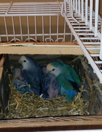 Proven Breeding Pair of Lovebirds with everything included