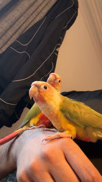 Pair of Pineapple Green Cheek Conures &ndash; Male & Female &ndash; 10 Months Old  Beautiful pair of Pineapple Green Cheek Conures available for a loving new home