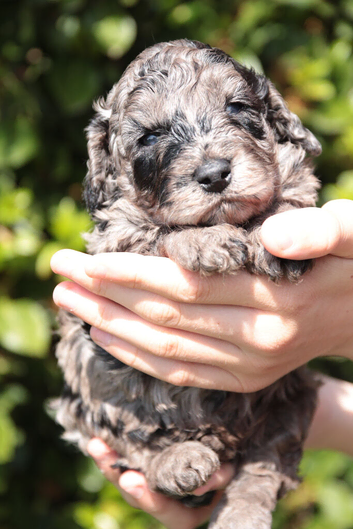 Health tested f1b cockapoo babies
