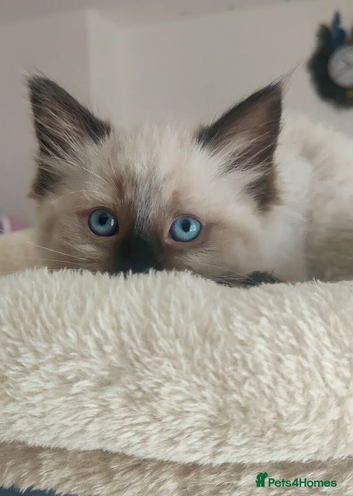Stunning Ragdoll boy Looking for his Forever Home