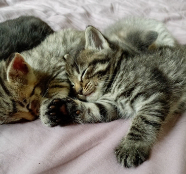 Kittens looking for a loving home and garden