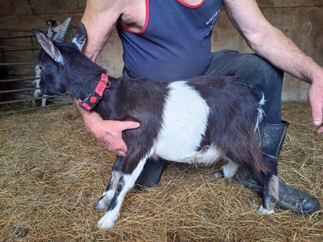 Female pygmy goats