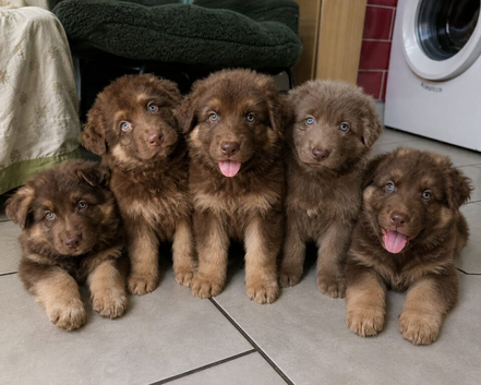 Rare chocolate and tan plus Blue GSD