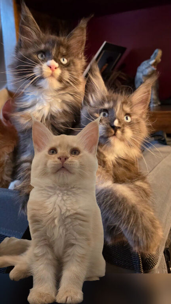 Gorgeous pedigree kittens