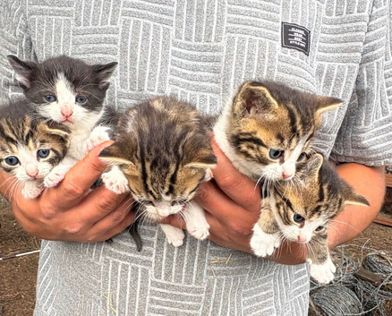 5 Kittens for rehoming