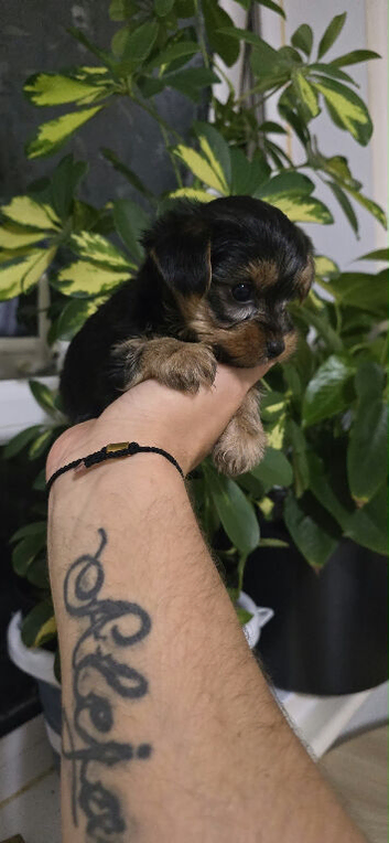 MINI TOY YORKSHIRE TERRIER FOR SALE