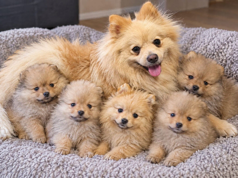 Adorable Pomarenian Puppies for sale.