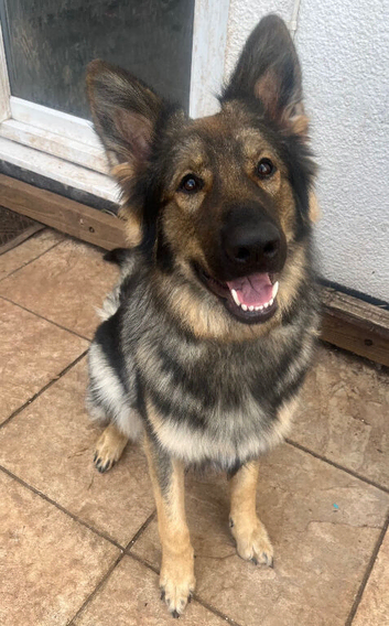 Urgent Rehome of Female GSD