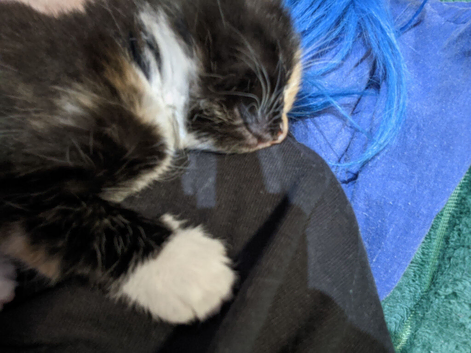 8 Kittens Ready in 2weeks
