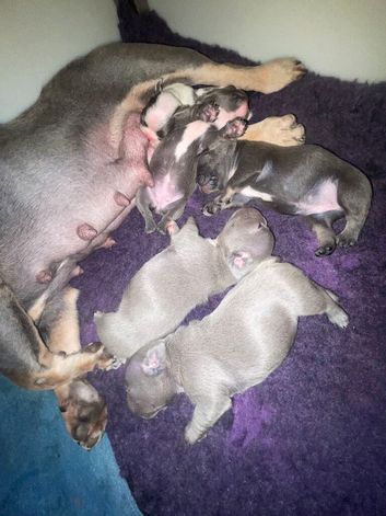 French bulldog puppies