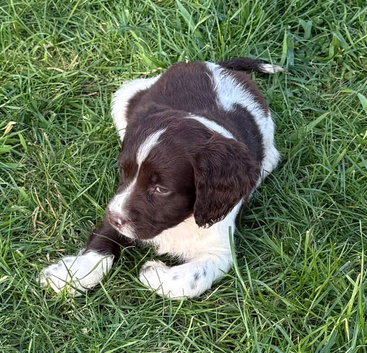 Stunning springer spaniel  pups