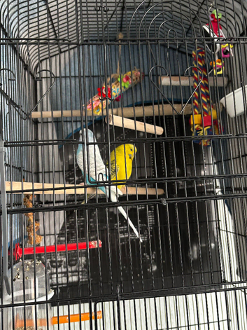2 female budgies