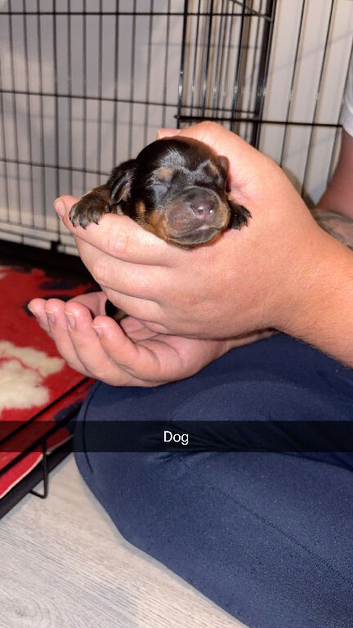 Rottweiler pups