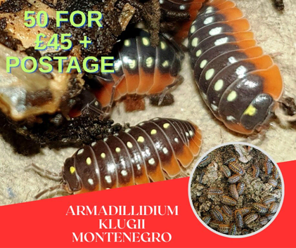 50 x Armadillidium Vulgare klugii Montenegro &pound;45 + Postage
