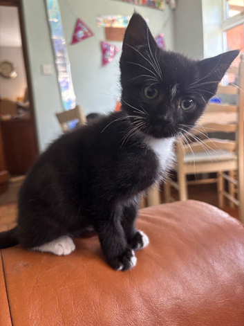 Female kitten 9 weeks old ready now