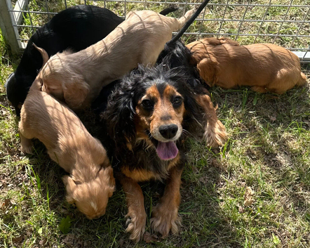 Amazing litter of cockalier pups ready now