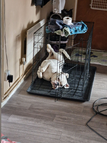 KC registered white boxer bitch