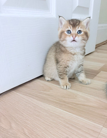 BSH kitten