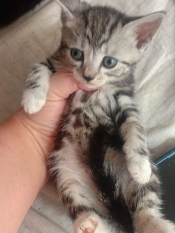 Tuxeto/bengal kittens