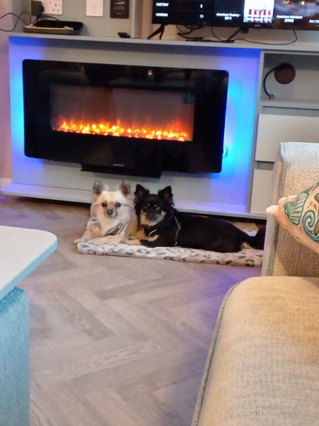 Rehoming our 2 Chihuahuas