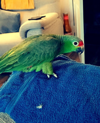 5 year old male Red Lored Amazon Parrot