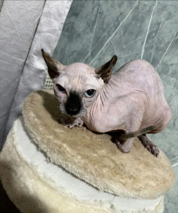 SPHYNX KITTEN FEMALE