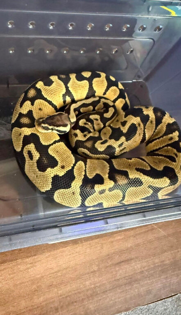 Snake and viv