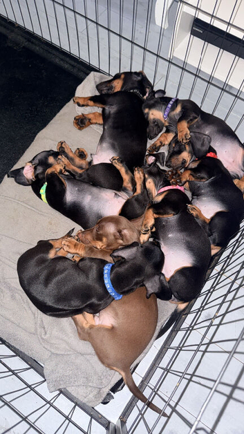 Dachshund puppy&rsquo;s ready now/vaccinated