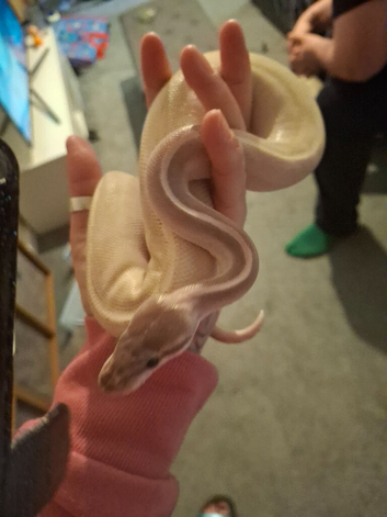Purple passion ball python