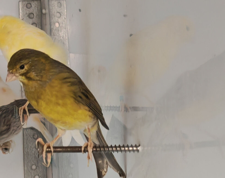 Timbrado canaries