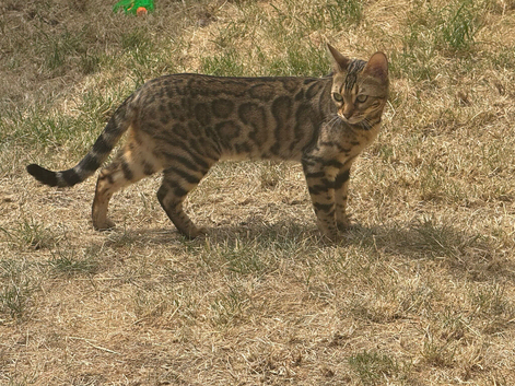 Young Bengal Queen