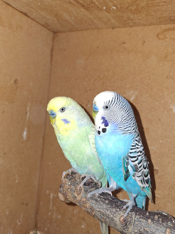 Male budgies