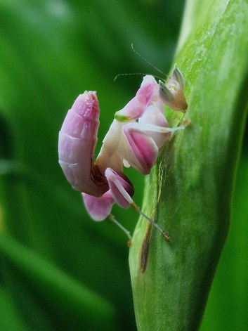 2nd instar Orchid Mantis