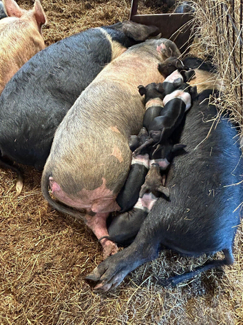 Saddleback cross weaners