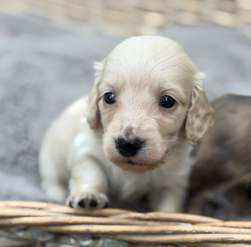 KC reg, English cream Miniature Dachshund puppies