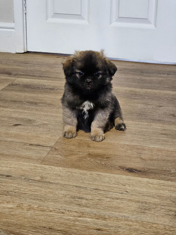 Male Tibetan Spaniel